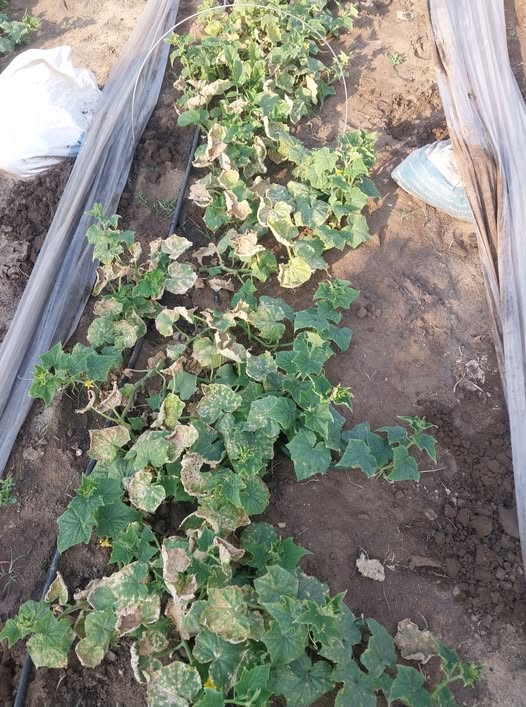 رجاء محتاج افاده اقلع ولا اكمل ؟